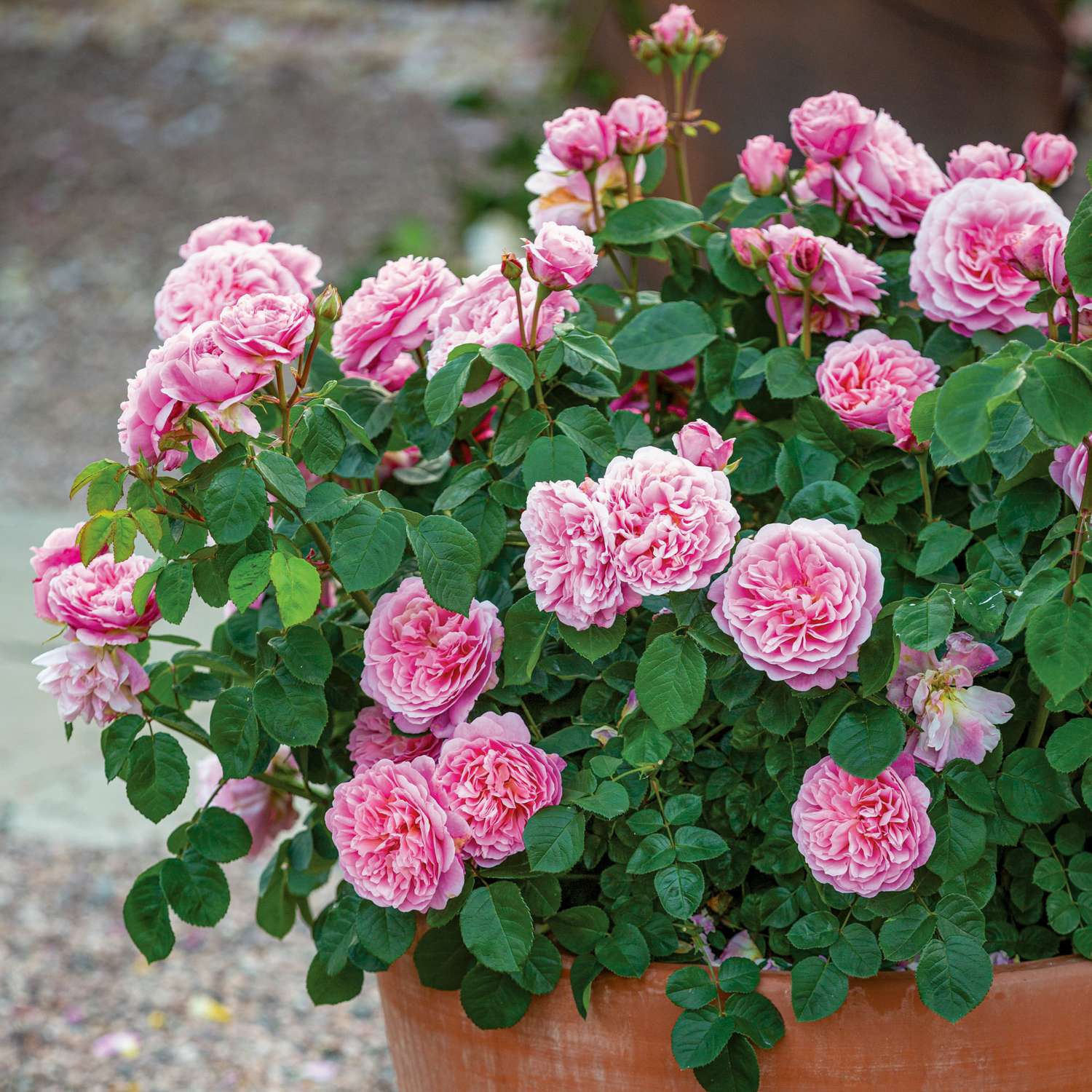 Ruusu 'Eustacia Vye' (Ausegdon)